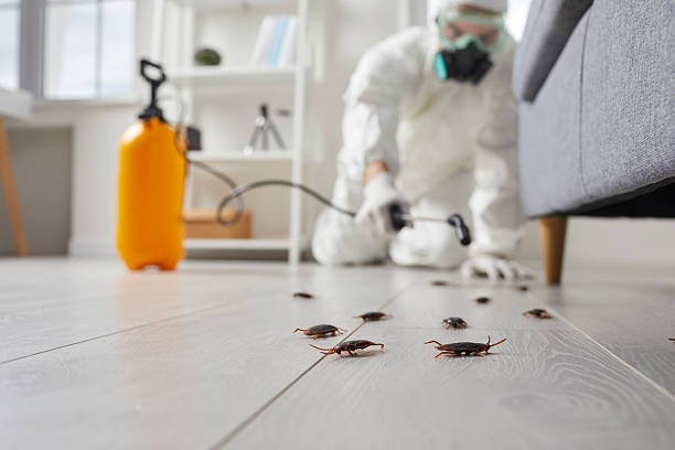 Commercial Kitchen Cockroach Control in Lyndon